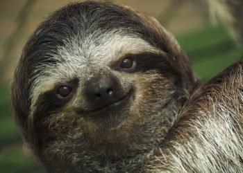 I bradipi del Costa Rica non si ammalano mai: nel loro pelo l’antibiotico del futuro