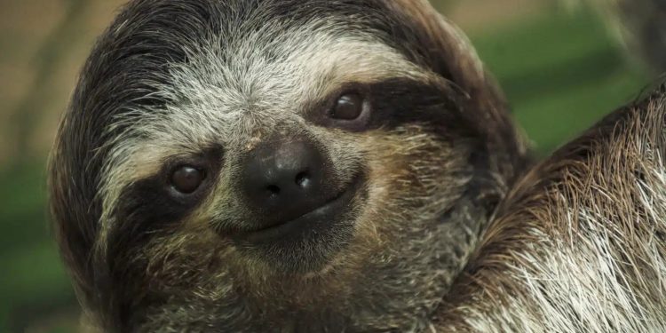 I bradipi del Costa Rica non si ammalano mai: nel loro pelo l’antibiotico del futuro