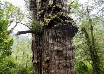 Il “Gran Abuelo”: l’albero di 5mila anni custode dei cambiamenti climatici