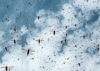 Le locuste minacciano i raccolti: identificato un feromone per fermarle