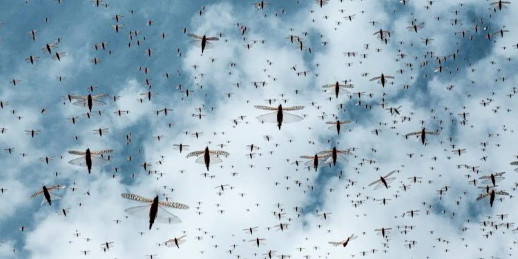 Le locuste minacciano i raccolti: identificato un feromone per fermarle