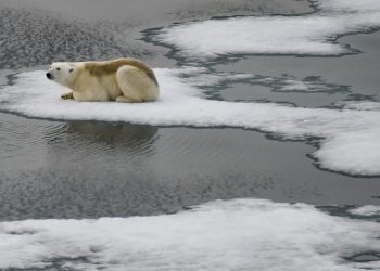 Le emissioni di Co2 minacciano la sopravvivenza degli orsi polari