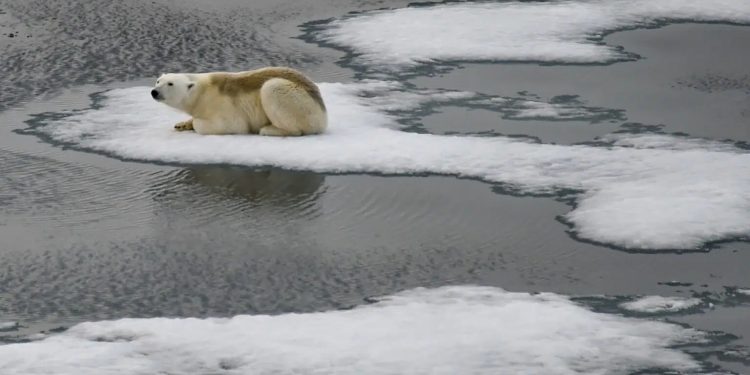 Le emissioni di Co2 minacciano la sopravvivenza degli orsi polari