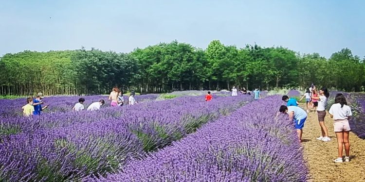 Canneto sull’Oglio, oggi la tradizionale festa della lavanda