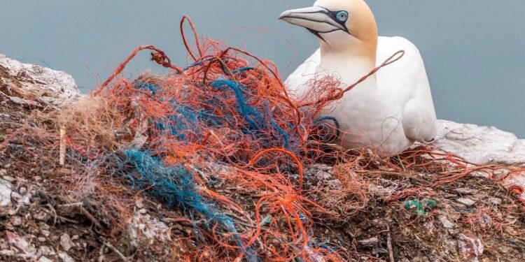 E’ la Giornata mondiale dell’ambiente: inquinamento da plastica osservato speciale