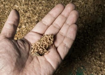 Vermi e grilli nel piatto: 54% italiani contrari a insetti. Filiera Italia: Non è sostenibilità