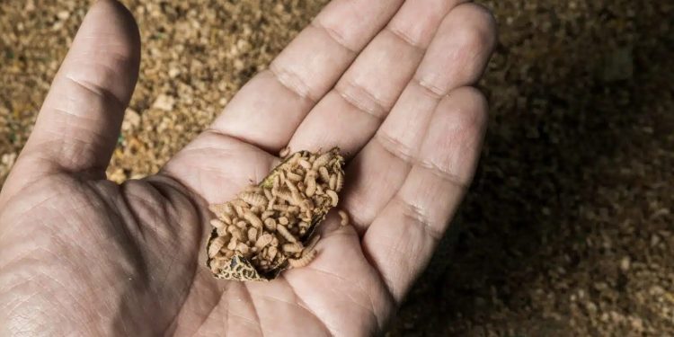 Vermi e grilli nel piatto: 54% italiani contrari a insetti. Filiera Italia: Non è sostenibilità