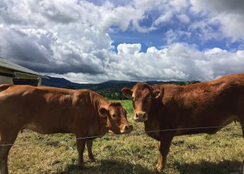 S. Antonio, sono più di 36 milioni gli animali della fattoria lombarda