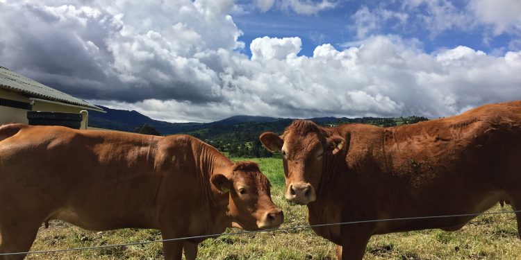 S. Antonio, sono più di 36 milioni gli animali della fattoria lombarda
