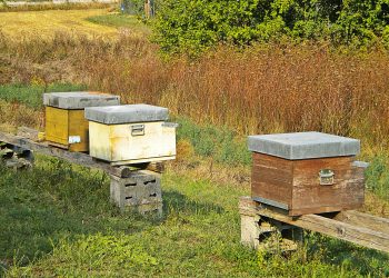 Temperature alte anche in inverno, le api disorientate escono dalle arnie