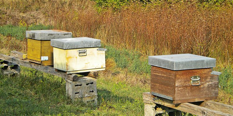 Temperature alte anche in inverno, le api disorientate escono dalle arnie