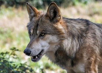 La Cia: “Avanti sulle regole per la gestione dei lupi e salvaguardia allevamenti”