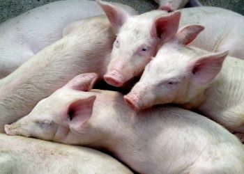 Coldiretti: “Per la suinicoltura il 2023 anno cruciale”