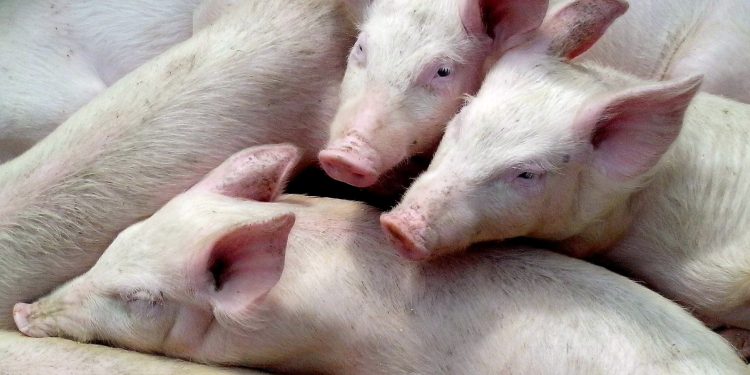 Coldiretti: “Per la suinicoltura il 2023 anno cruciale”