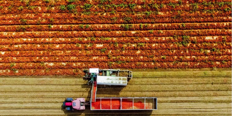 Pomodoro in stallo: ancora ferma la trattativa con l’industria per il prezzo 2023
