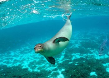 In Australia piano per maxi area protetta nell’Oceano per pinguini e foche