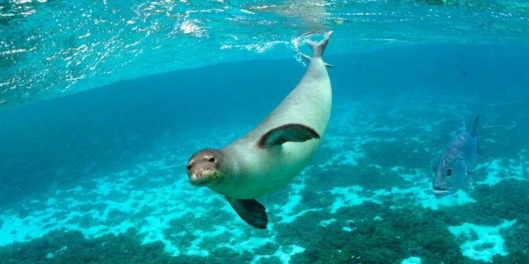 In Australia piano per maxi area protetta nell’Oceano per pinguini e foche