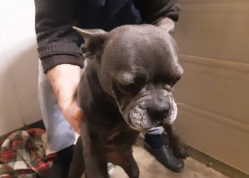 Piubega, quasi tutti adottati i cani salvati dal canile-lager lo scorso gennaio