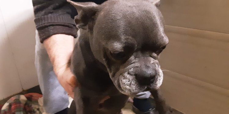 Piubega, quasi tutti adottati i cani salvati dal canile-lager lo scorso gennaio