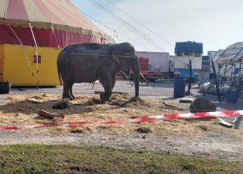 Asola, i carabinieri forestali sequestrano l’elefante del circo: “Poco spazio”