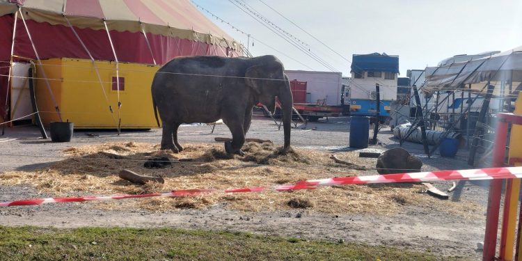 Asola, i carabinieri forestali sequestrano l’elefante del circo: “Poco spazio”
