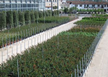 Boom: il vivaismo, di cui Canneto è tra i capofila, in Lombardia vale 245 milioni