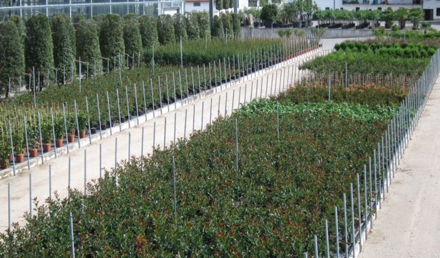 Boom: il vivaismo, di cui Canneto è tra i capofila, in Lombardia vale 245 milioni