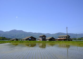 Riso, deficit riso globale più alto da 20 anni. Risicoltore Melotti: “Prezzi pazzi, pesa siccità”