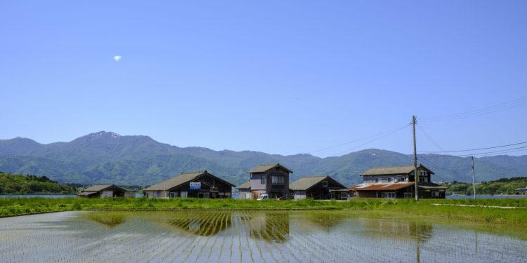 Riso, deficit riso globale più alto da 20 anni. Risicoltore Melotti: “Prezzi pazzi, pesa siccità”