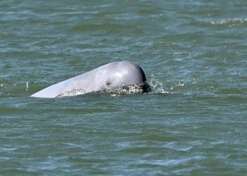 Gli ultimi delfini Irrawaddy della Cambogia lottano per la sopravvivenza