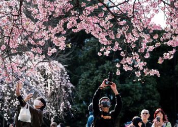 Al via in anticipo fioritura dei ciliegi a Tokyo: colpa del riscaldamento globale