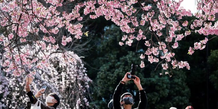 Al via in anticipo fioritura dei ciliegi a Tokyo: colpa del riscaldamento globale