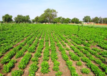 Gelate tardive di notte: mazzata sulle colture mantovane di frutta