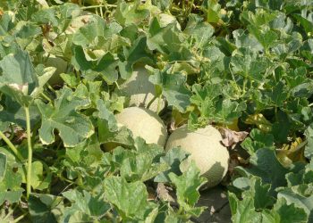 Timori per ambiente e prezzi dell’acqua: cala la superficie coltivata a meloni