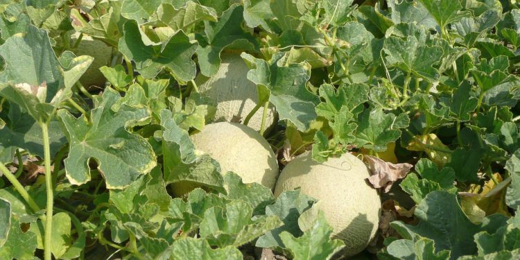 Timori per ambiente e prezzi dell’acqua: cala la superficie coltivata a meloni