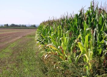 Gelate tardive di notte: mazzata sulle colture mantovane di frutta