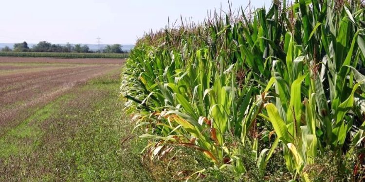 Gelate tardive di notte: mazzata sulle colture mantovane di frutta