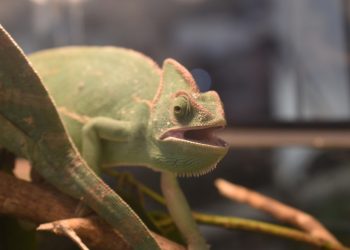 Esotika Pet Show e Mondo Bonsai: in Millenaria due eventi in uno