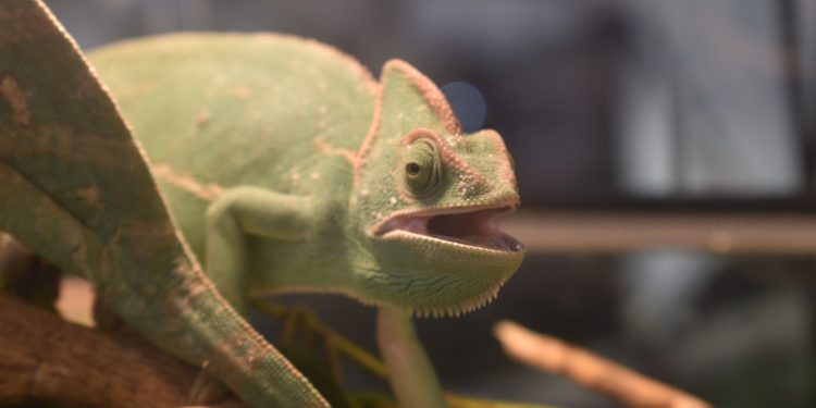 Esotika Pet Show e Mondo Bonsai: in Millenaria due eventi in uno