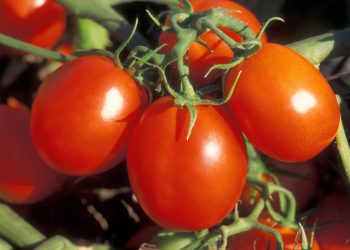 Pomodoro, Coldiretti Mantova: tutelare Made in Italy, non a contingente extra-Ue richiesto dall’Olanda