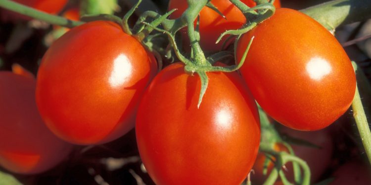 Pomodoro, Coldiretti Mantova: tutelare Made in Italy, non a contingente extra-Ue richiesto dall’Olanda