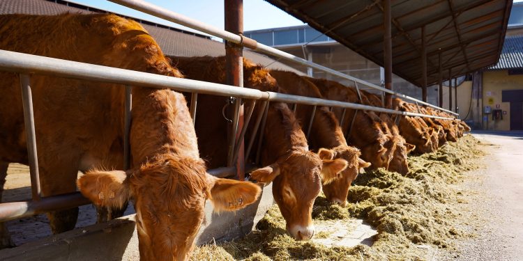 Carnne bovina, periodo incerto: pericolo autosufficienza al 42%