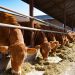 Carnne bovina, periodo incerto: pericolo autosufficienza al 42%