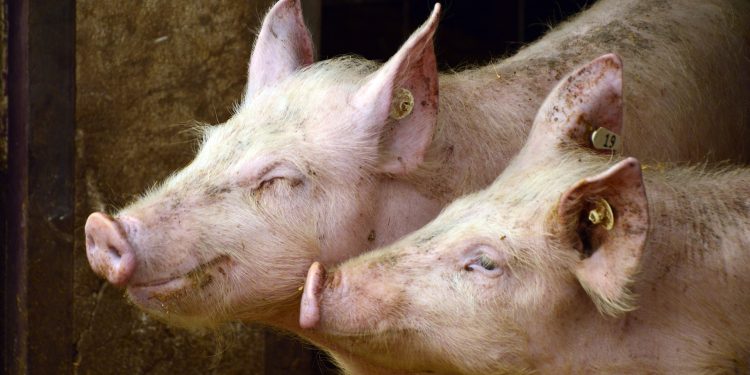 Suini, convegno Coldiretti Mantova e Ats Valpadana