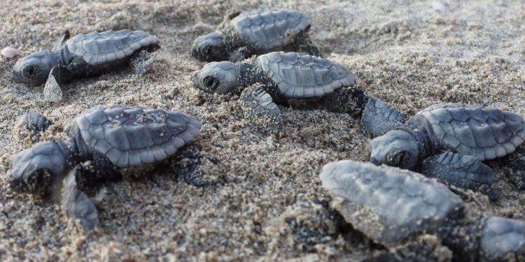 Mediterraneo sempre più caldo: tartarughe marine nidificano in Italia