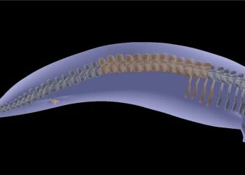 Scoperto fossile di 40 milioni di anni fa: è il Perucetus, l’animale più pesante di sempre