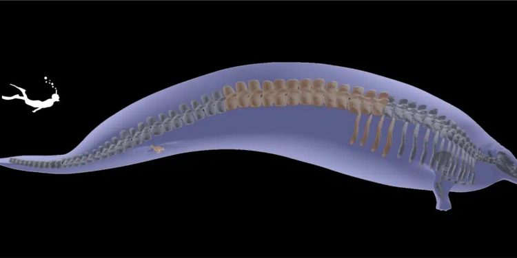 Scoperto fossile di 40 milioni di anni fa: è il Perucetus, l’animale più pesante di sempre