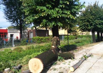 Al via a Medole il taglio degli alberi della storica passeggiata dopo tante polemiche