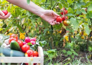 L’agricoltura di precisione diventa davvero green grazie a nuovi sensori biodegredabili