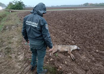 Lupo ucciso da un’automobile lungo la provinciale e abbandonato nei campi